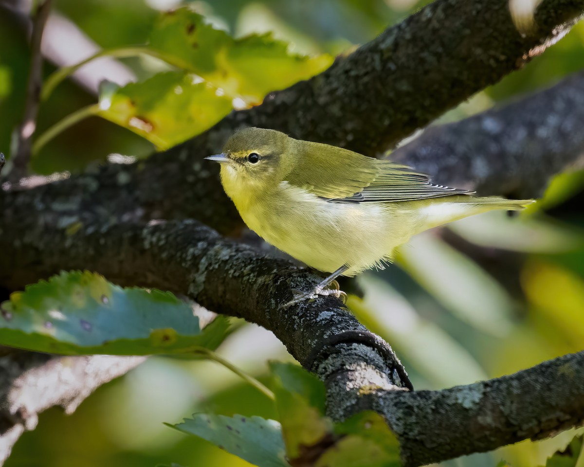 Tennessee Warbler - ML641290609