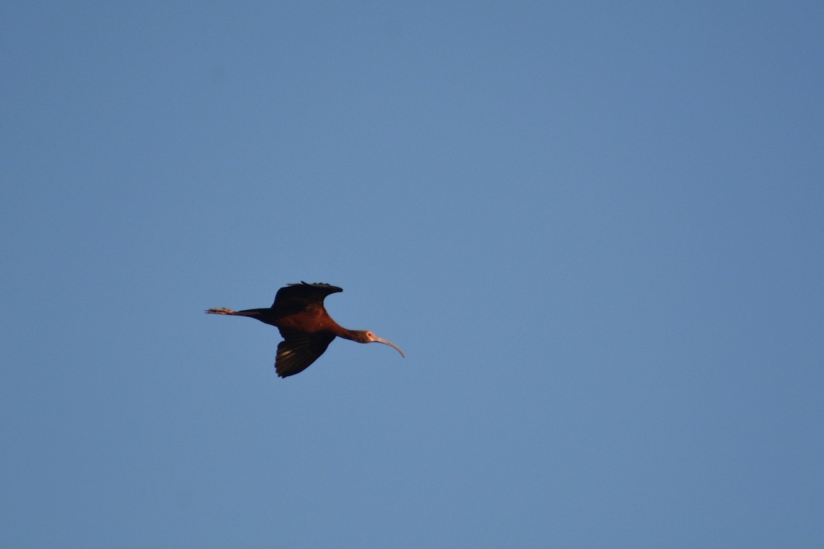 Ibis à face blanche - ML64129061