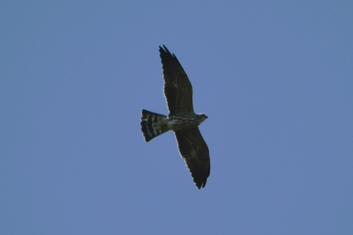 Mississippi Kite - ML641290617