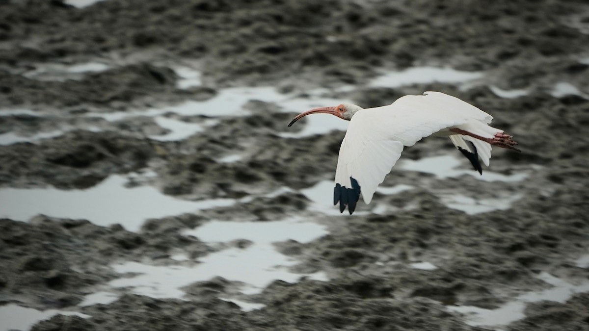 White Ibis - ML641290620