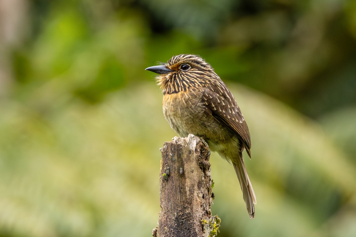 Crescent-chested Puffbird - ML641290621