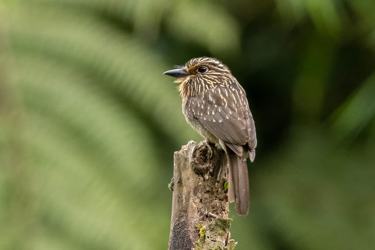 Crescent-chested Puffbird - ML641290622