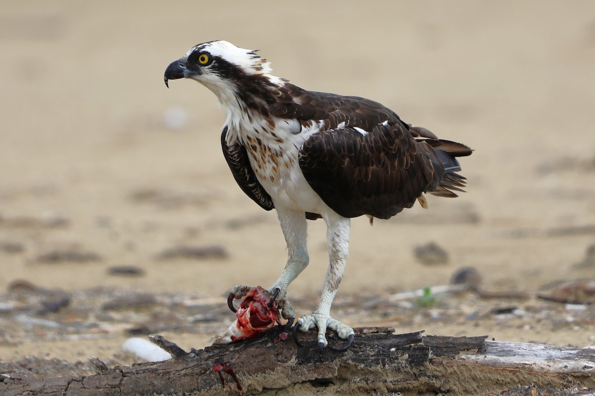 Falco pescatore - ML641290626
