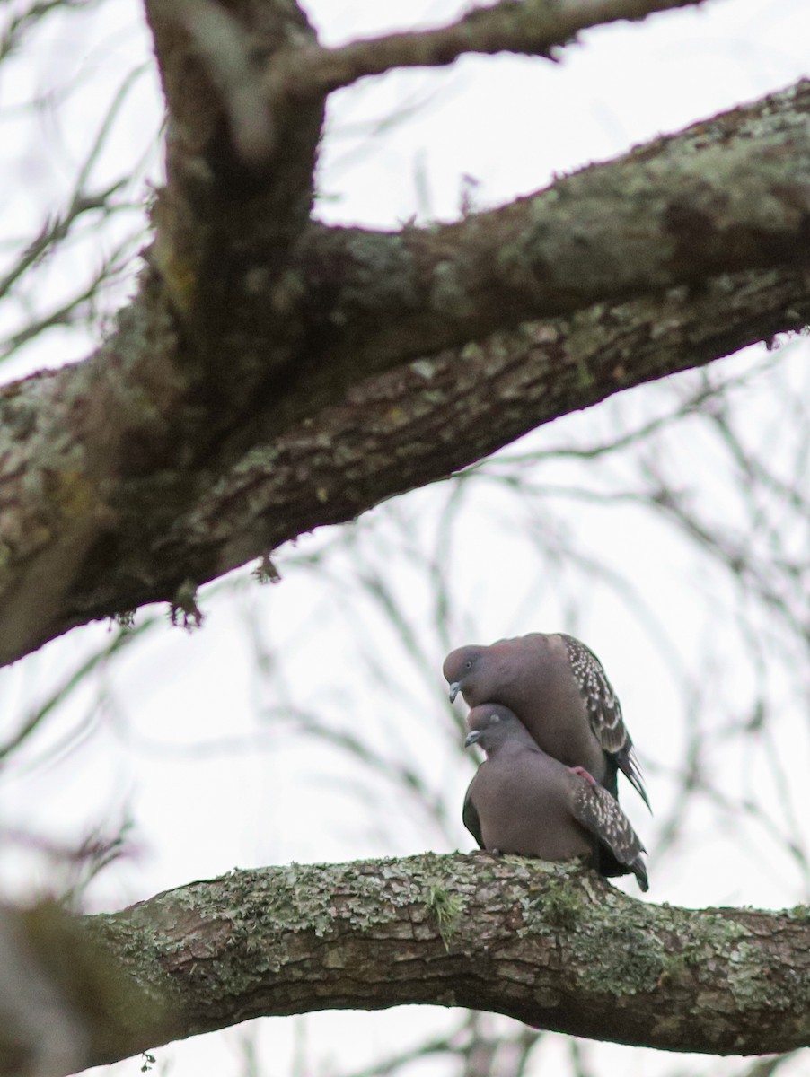 Spot-winged Pigeon - ML641290627