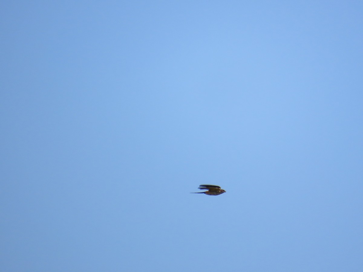 Eastern Red-rumped Swallow (Striated) - ML641290633