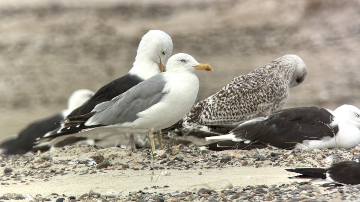 European Herring Gull - ML641290634