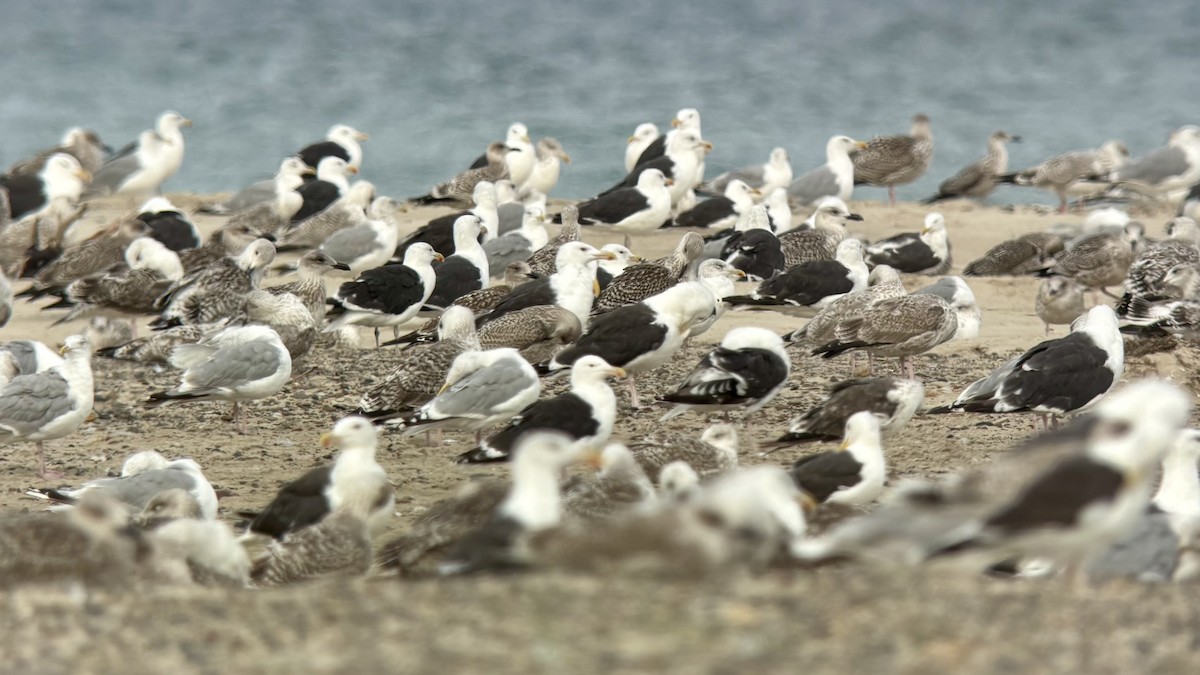 Great Black-backed Gull - ML641290642