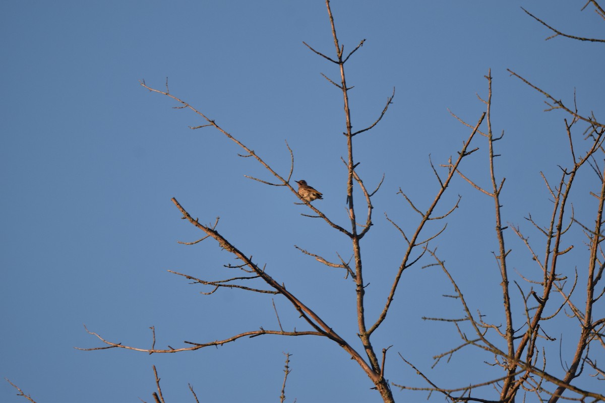 Northern Flicker - ML641290645