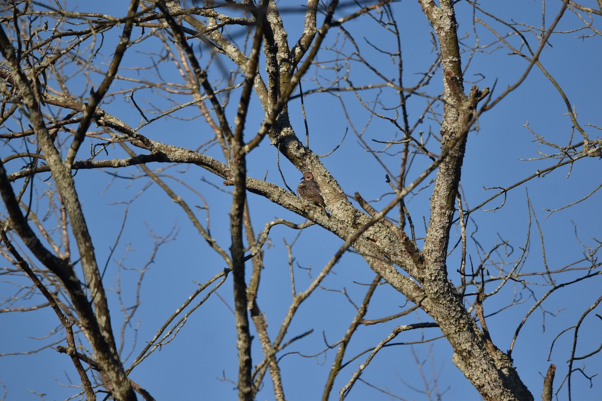 Northern Flicker - ML641290646