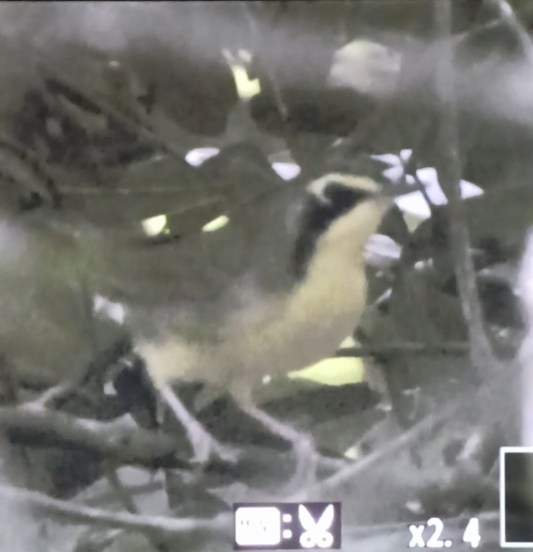 Kentucky Warbler - ML641290762