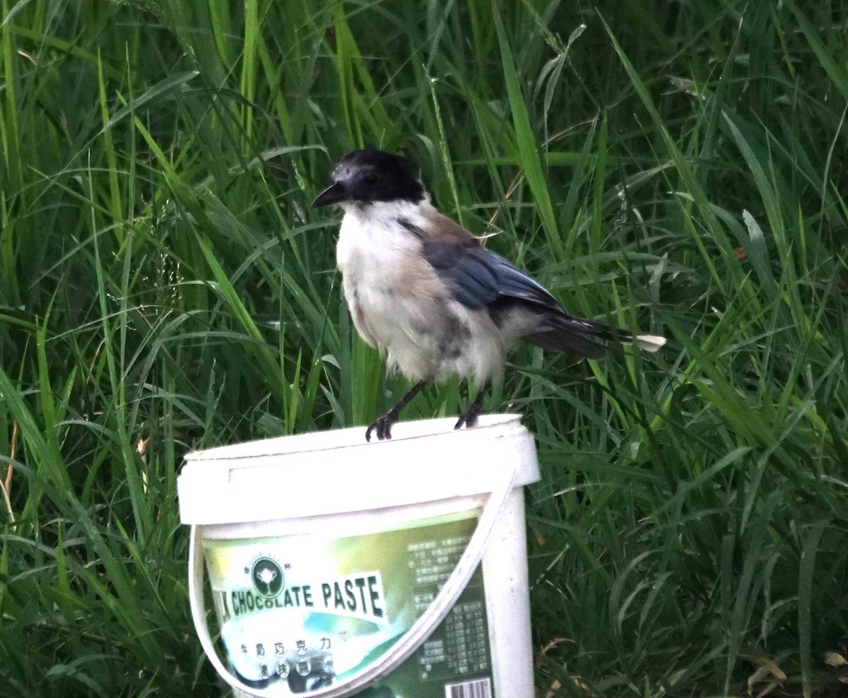 Azure-winged Magpie - ML641290767