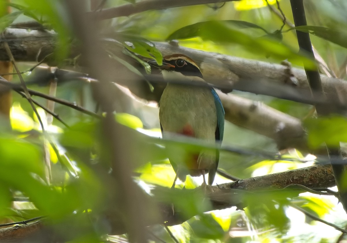 Fairy Pitta - ML641290768