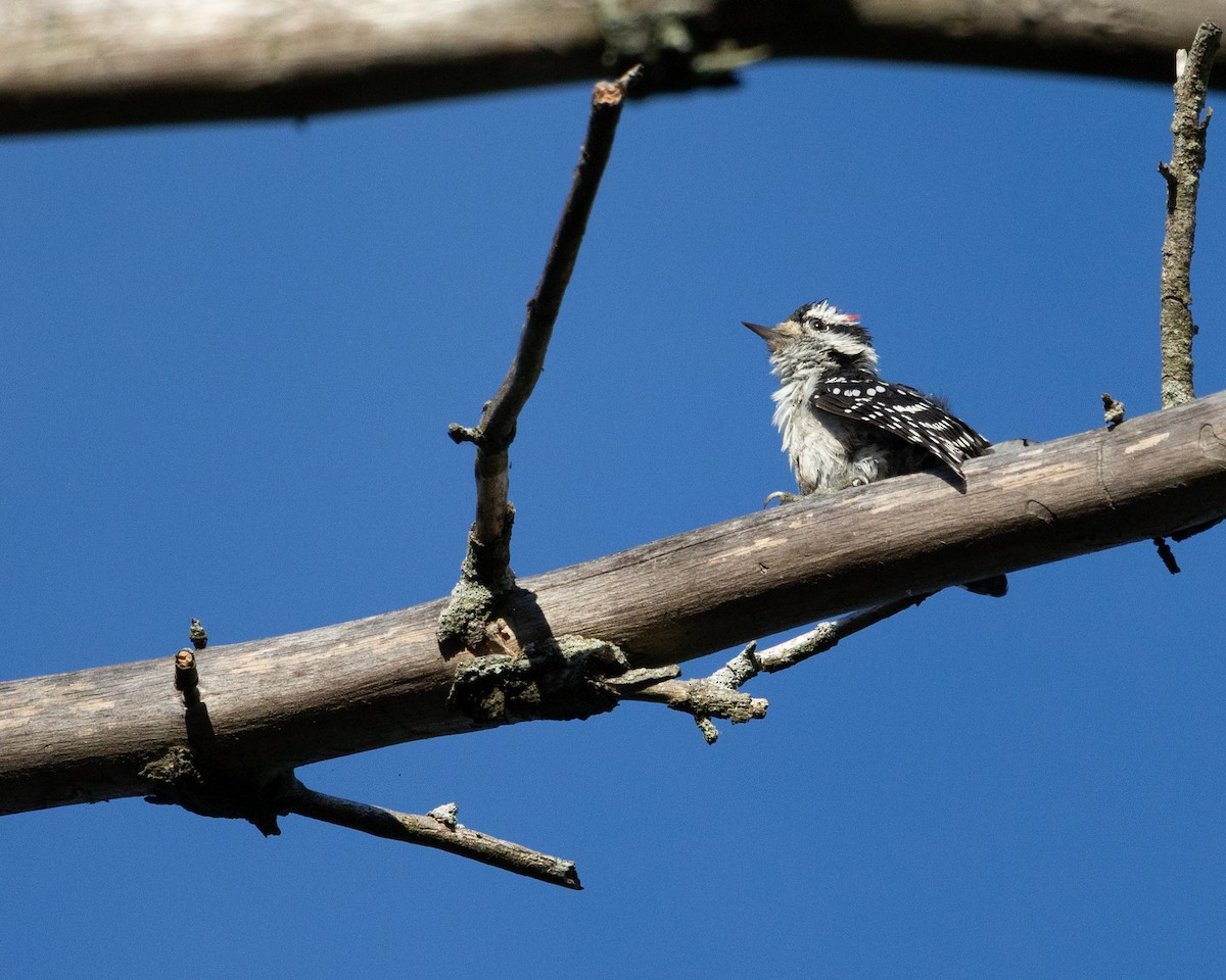 Downy Woodpecker - ML641290769
