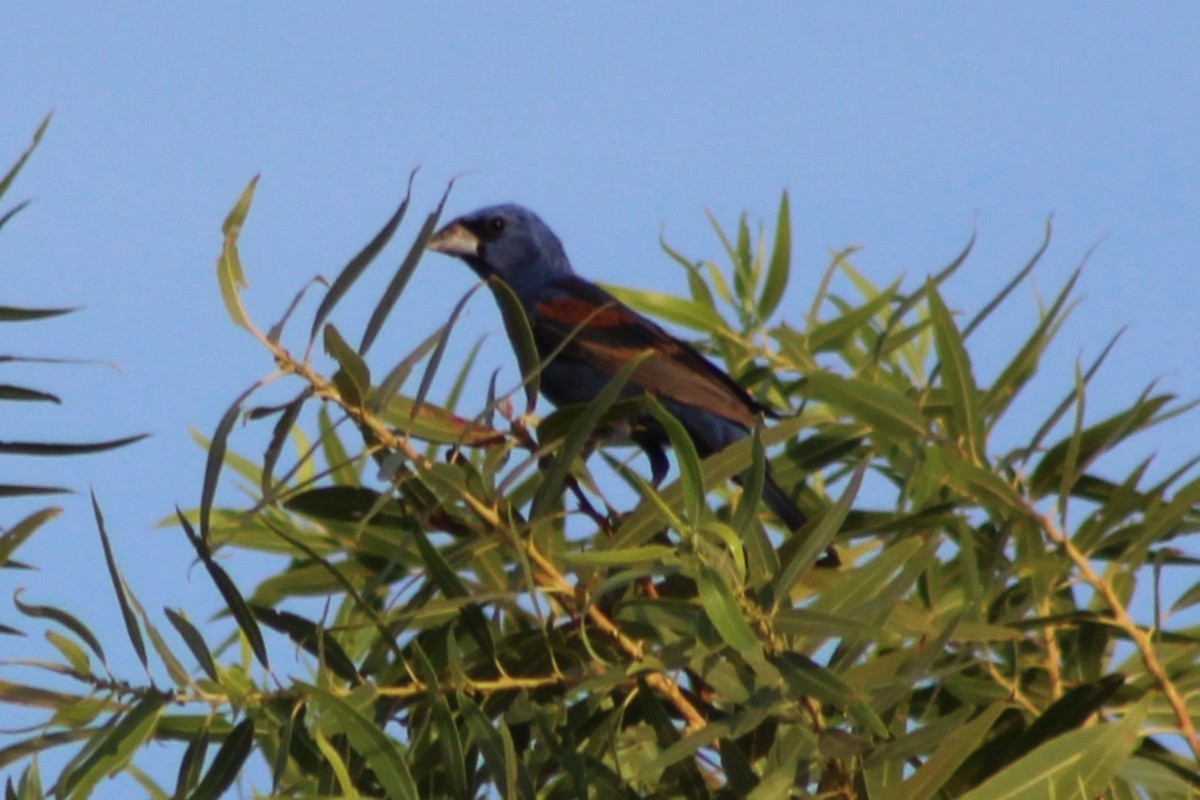 Blue Grosbeak - ML641290770