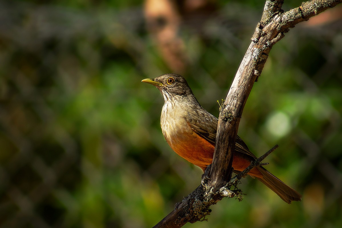 Rufous-bellied Thrush - ML641290771