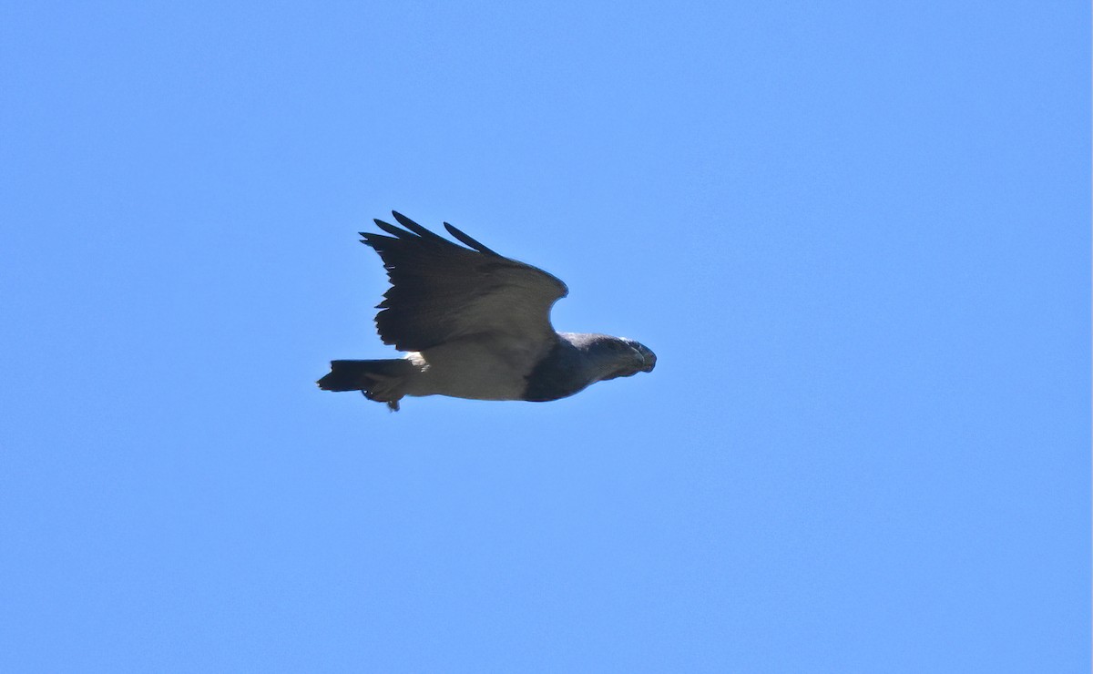 Black-chested Buzzard-Eagle - ML641290774