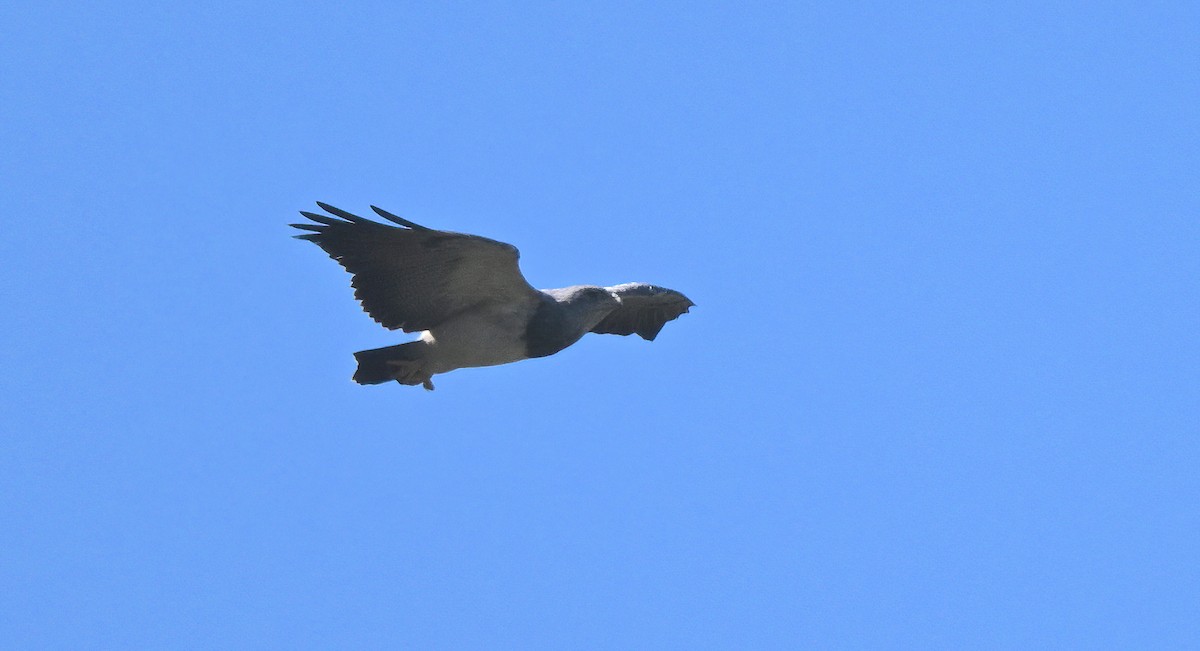 Black-chested Buzzard-Eagle - ML641290775