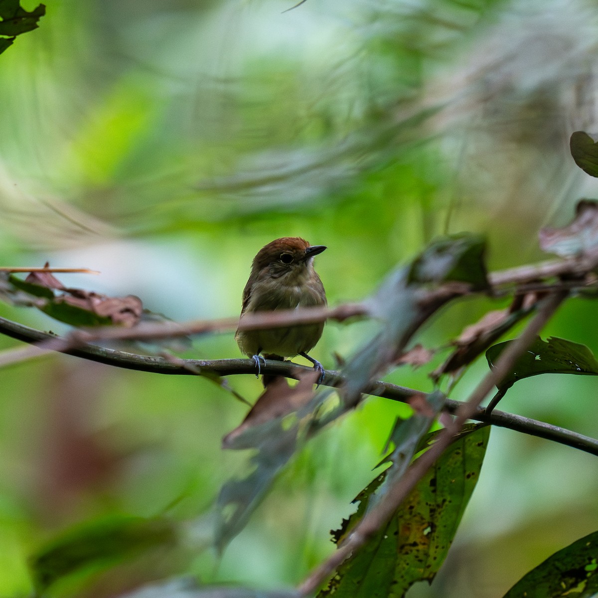 Plain Antvireo - ML641290776