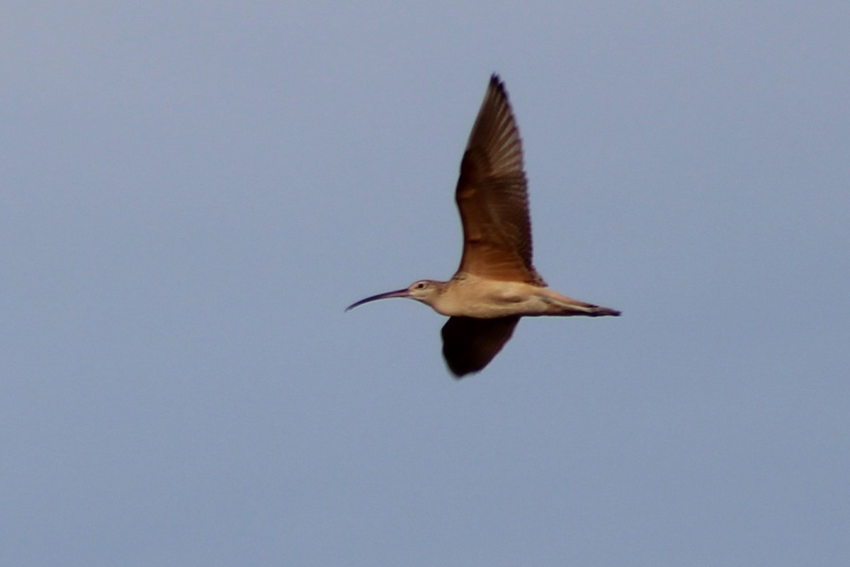 Long-billed Curlew - ML641290778