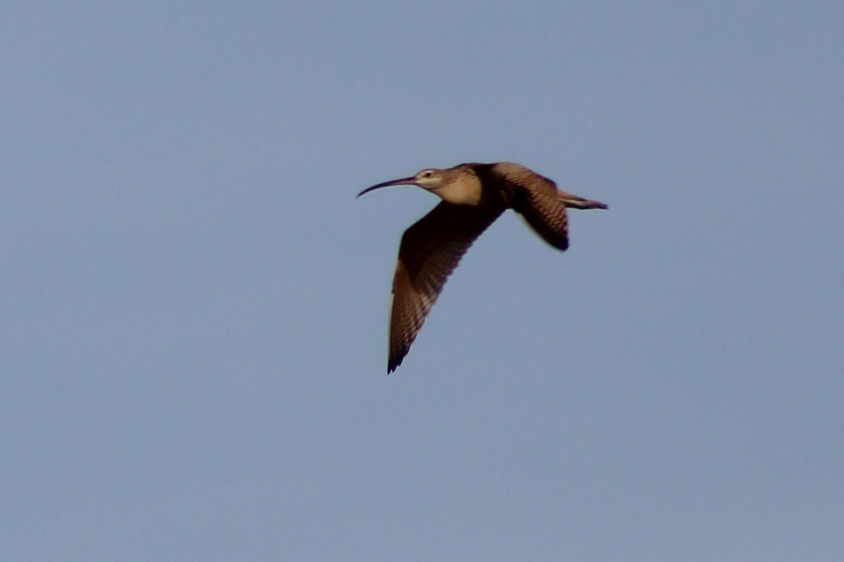 Long-billed Curlew - ML641290779