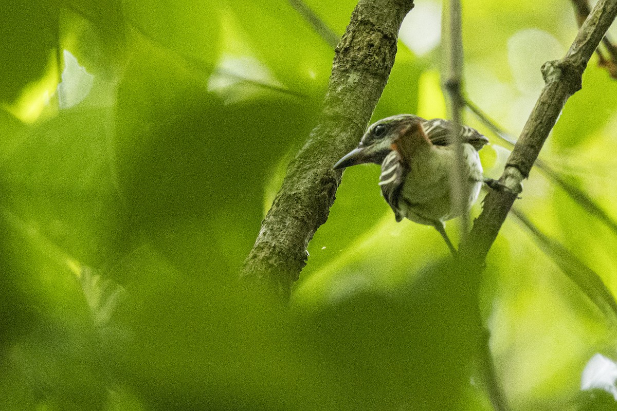 Sulphur-bellied Flycatcher - ML641290785