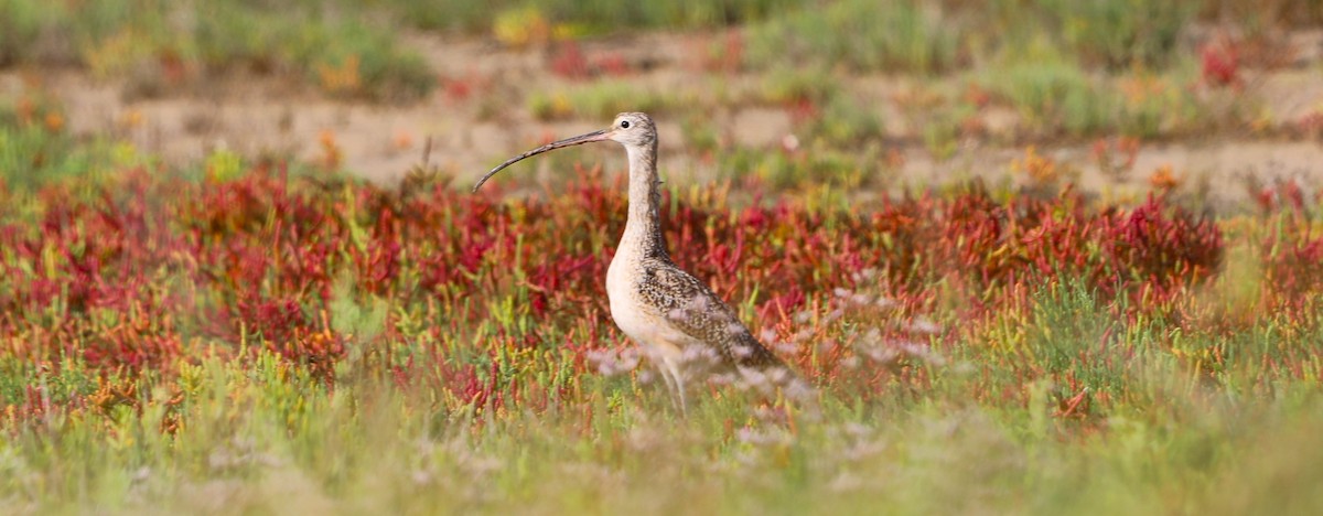 Long-billed Curlew - ML641290787