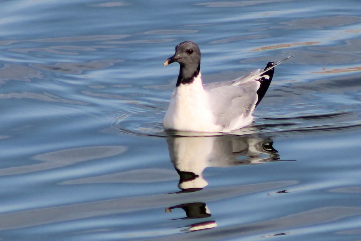 Sabine's Gull - ML641290789