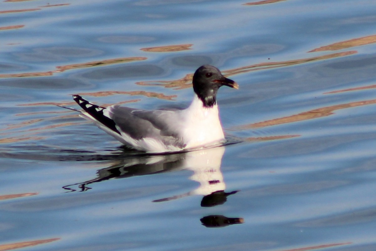 Sabine's Gull - ML641290791
