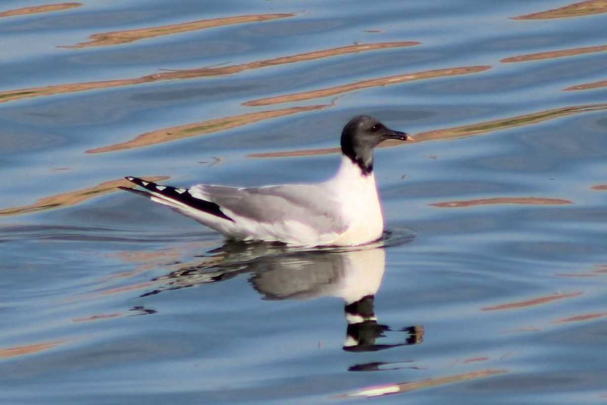 Sabine's Gull - ML641290792