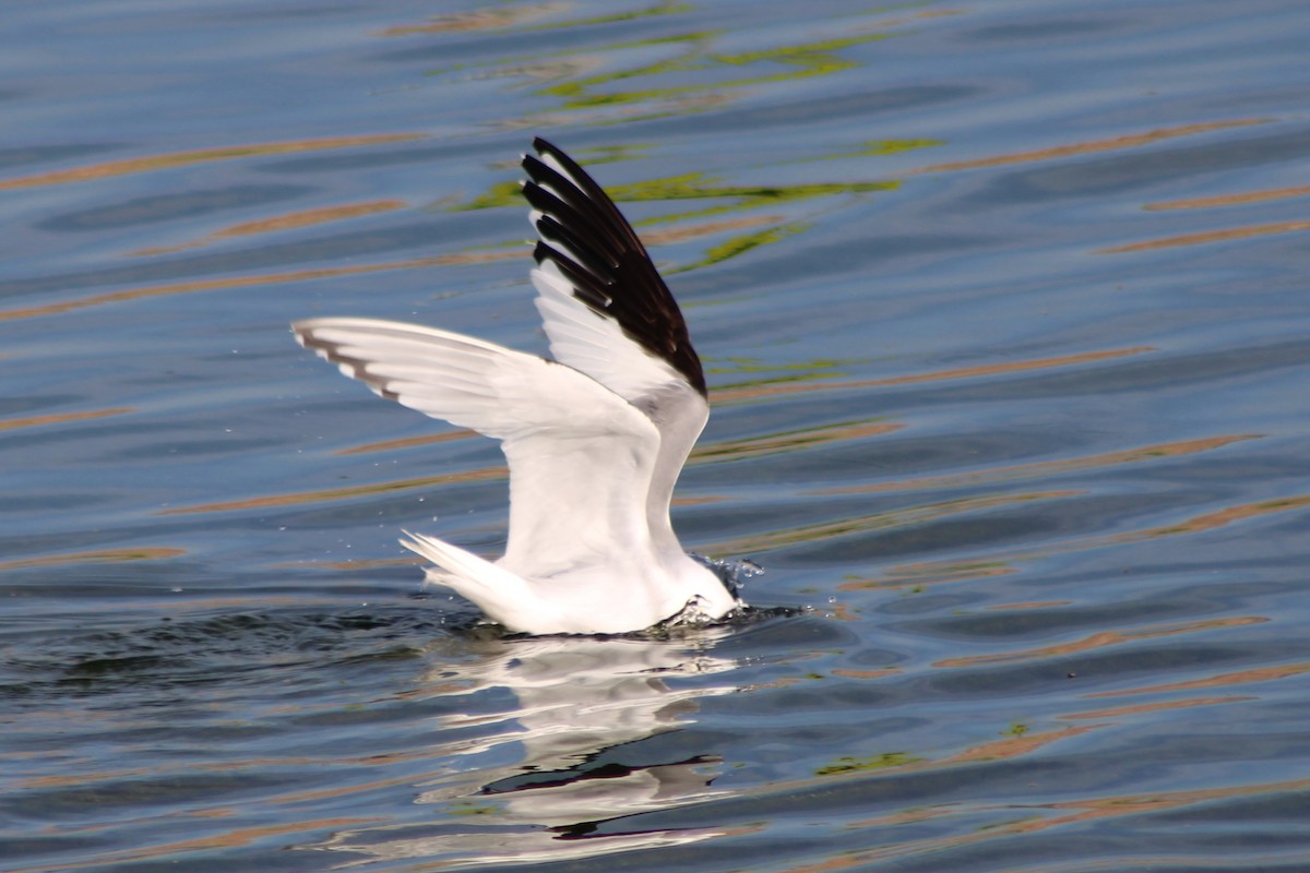 Sabine's Gull - ML641290793
