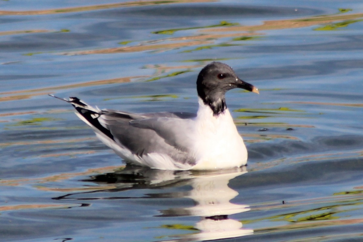 Sabine's Gull - ML641290794
