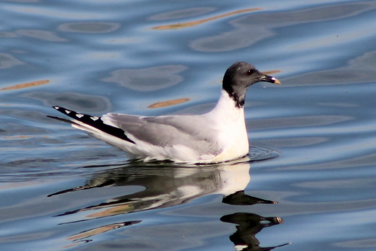 Sabine's Gull - ML641290795