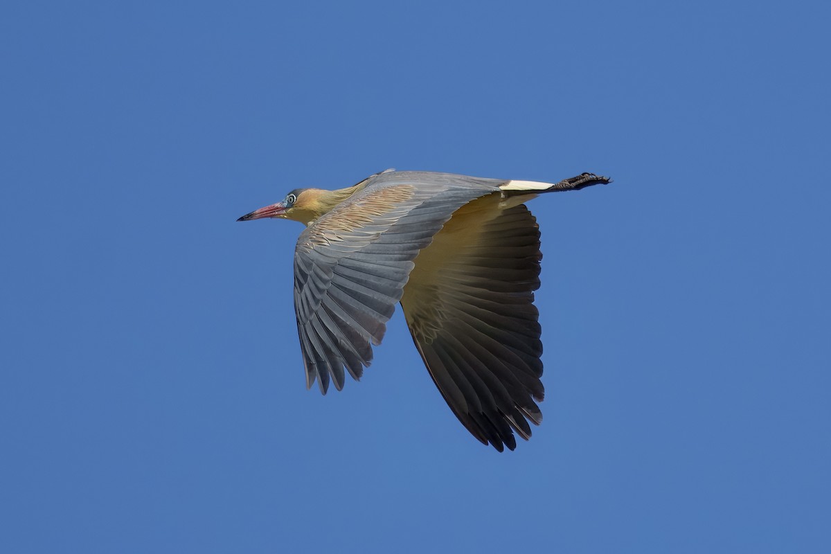 Whistling Heron - ML641290797