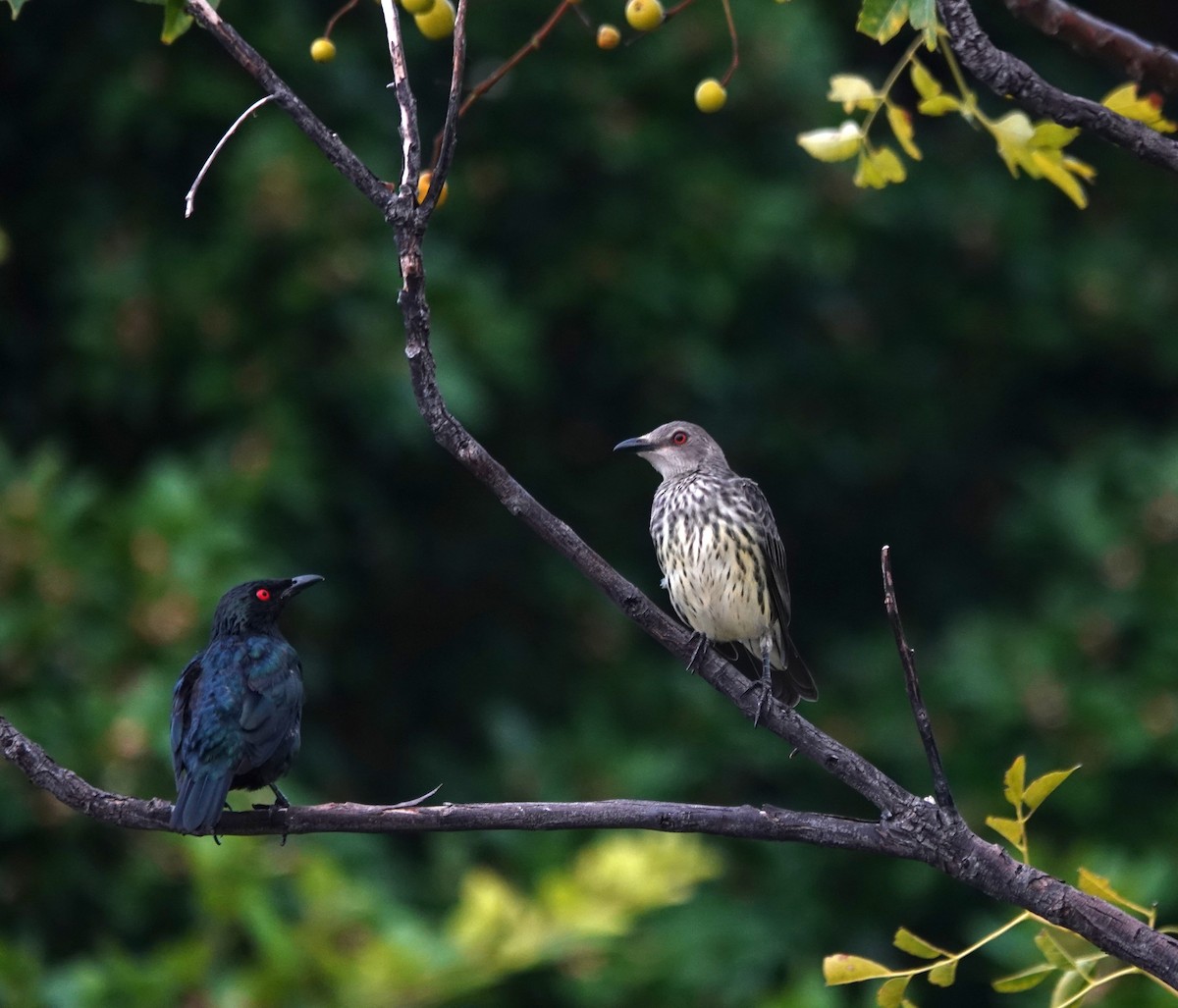Asian Glossy Starling - ML641290799