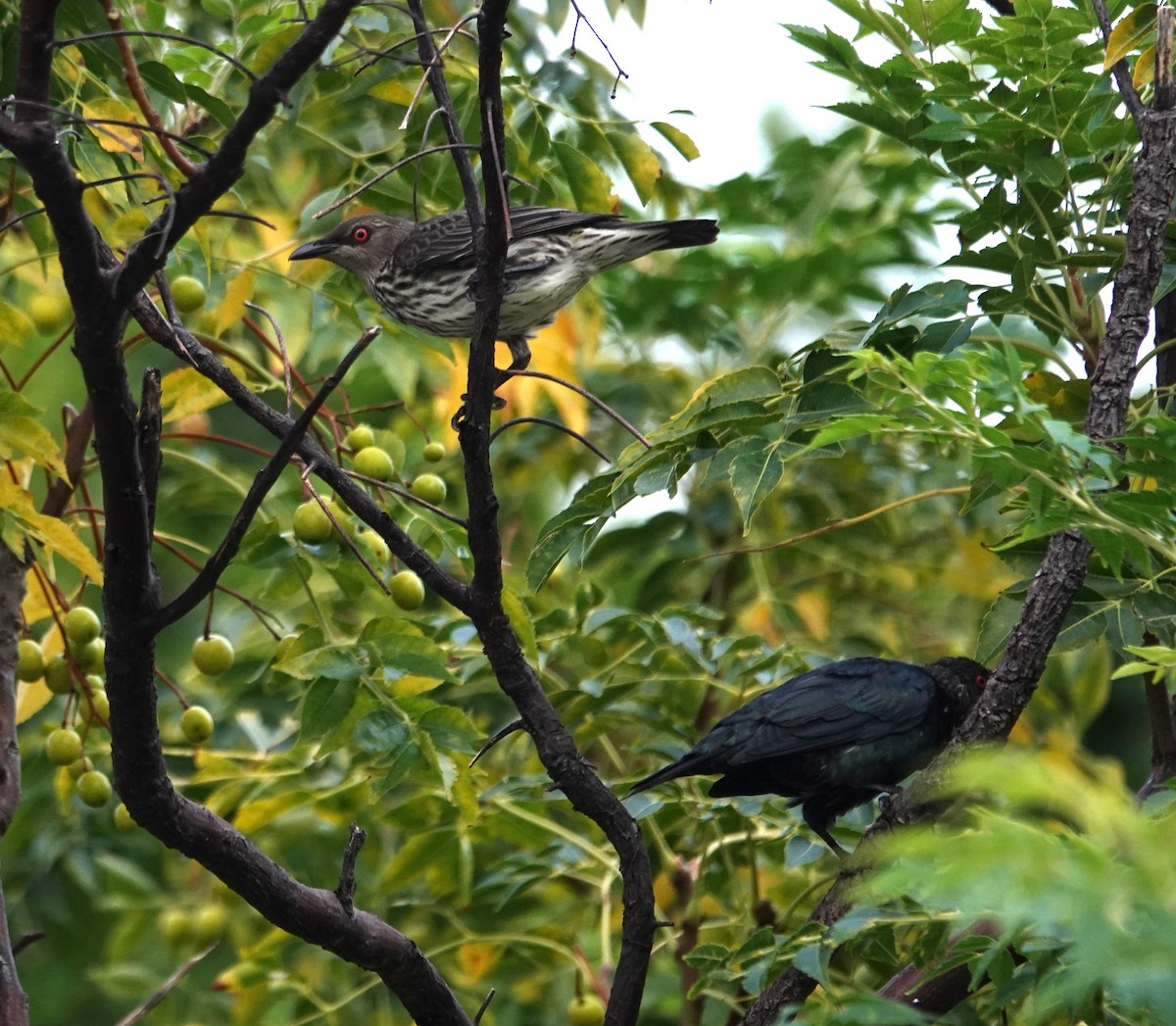 Asian Glossy Starling - ML641290800