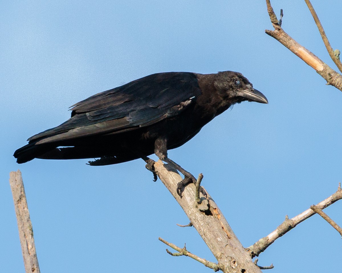 American Crow - ML641290801