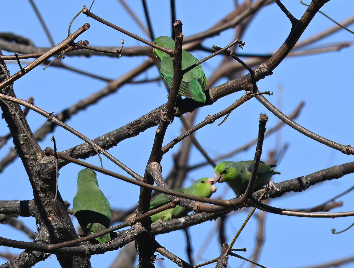 Pacific Parrotlet - ML641290803