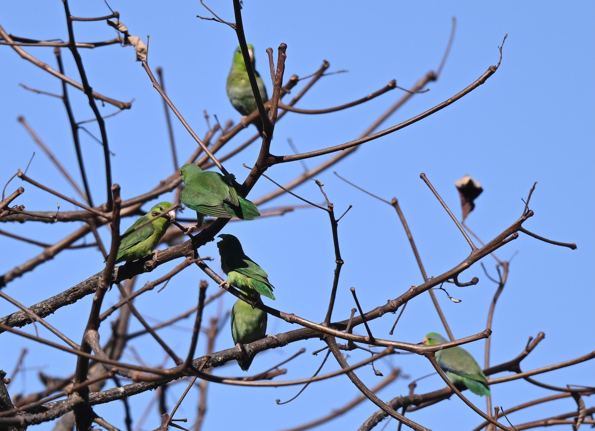 Pacific Parrotlet - ML641290804