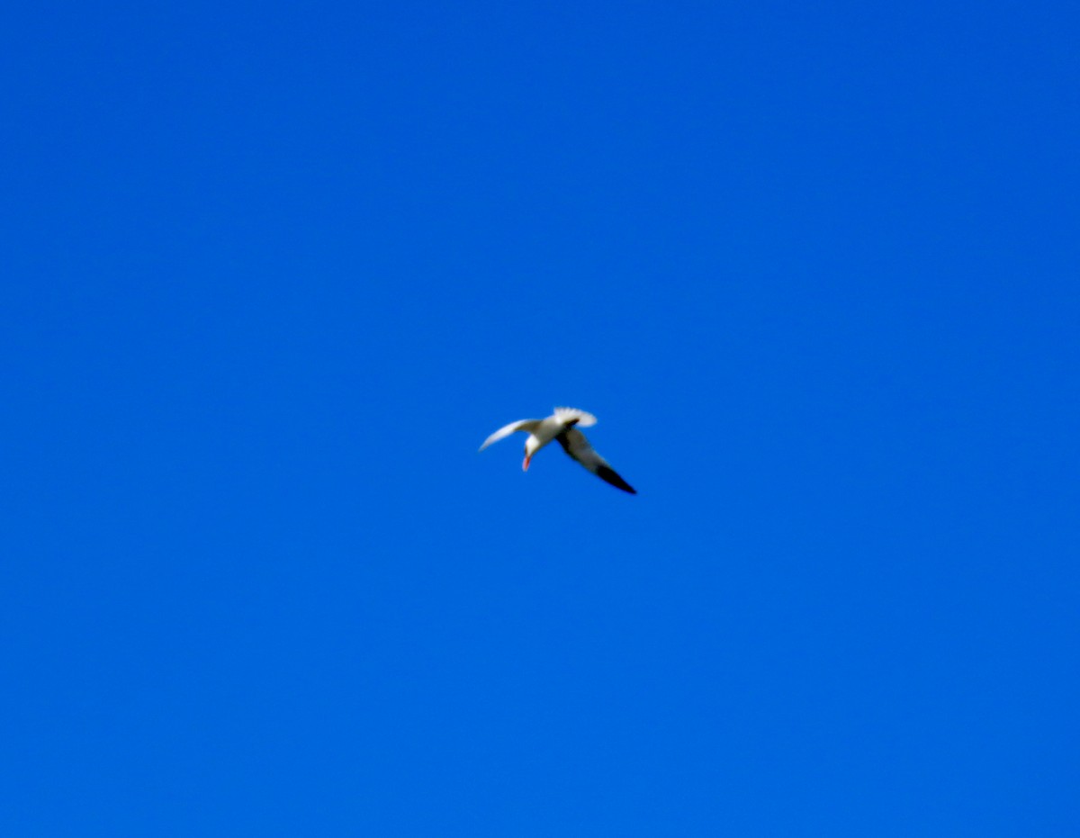 Caspian Tern - ML641290809
