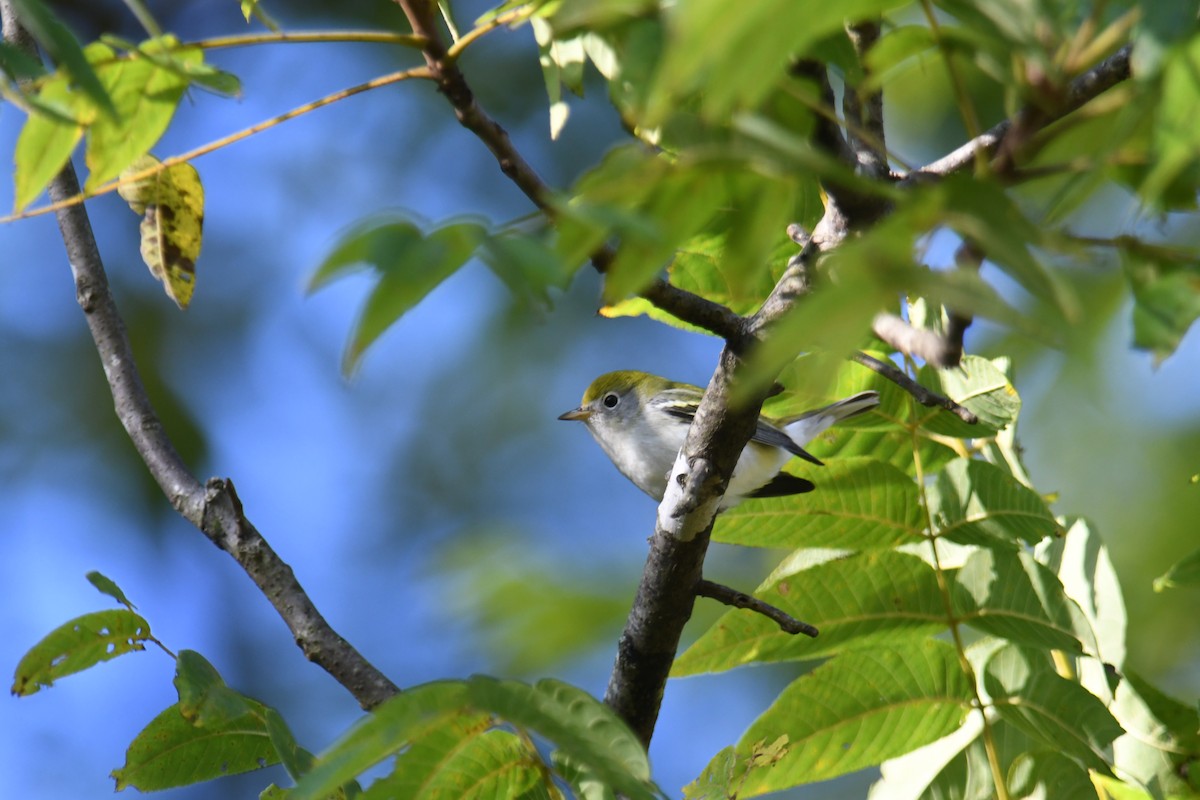 Chestnut-sided Warbler - ML641290811