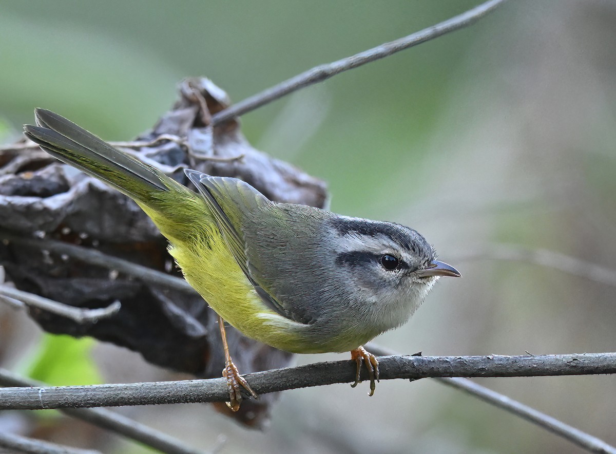 Three-banded Warbler - ML641290812