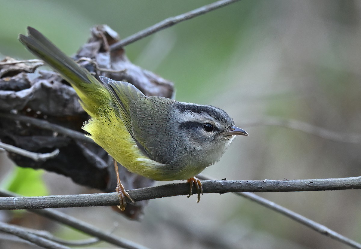 Three-banded Warbler - ML641290813