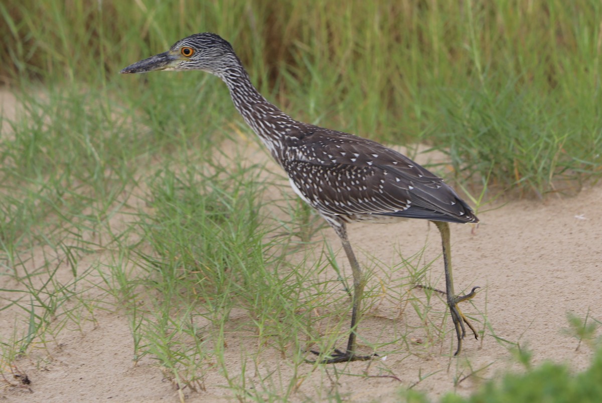 Yellow-crowned Night Heron - ML641290817