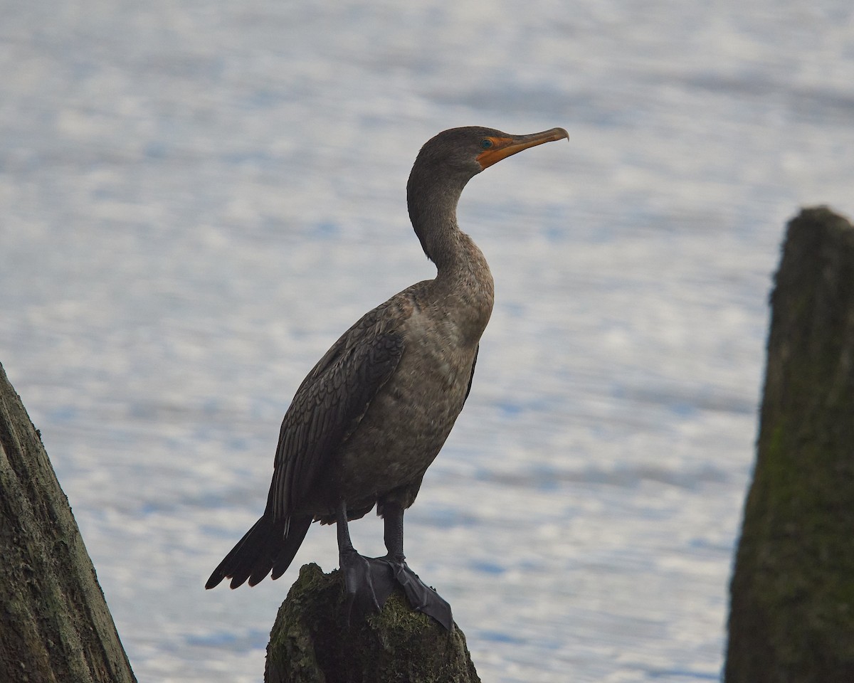 Double-crested Cormorant - ML641290822
