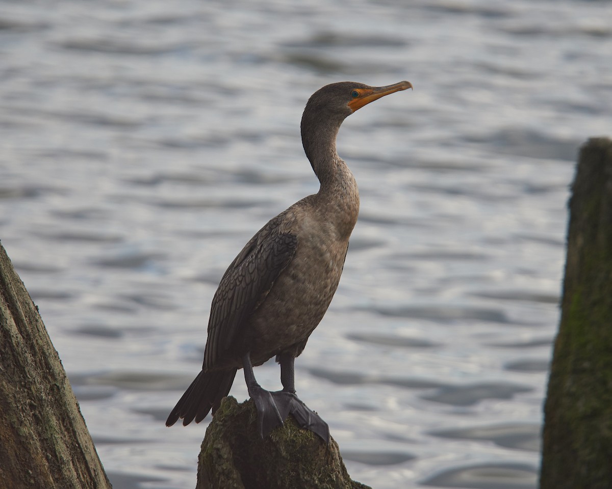 Double-crested Cormorant - ML641290823