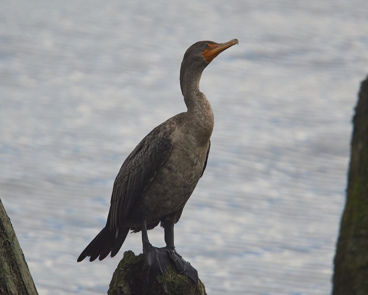 Double-crested Cormorant - ML641290824