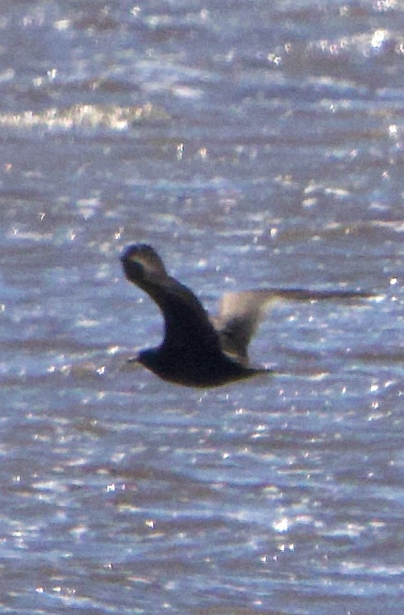 jaeger/skua sp. - ML641290825