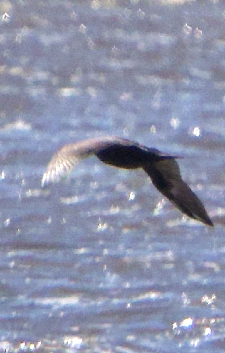 jaeger/skua sp. - ML641290826