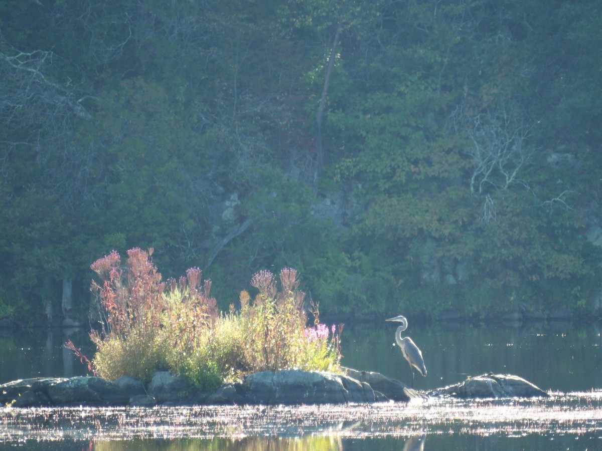 Great Blue Heron - ML641290828