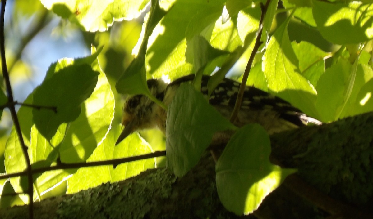 Downy Woodpecker - ML641290832